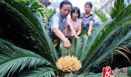 重庆铁树开花爆料视频大全,视频大全揭秘罕见自然现象